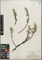 Foto von Salix hookeriana Barratt ex Hook.